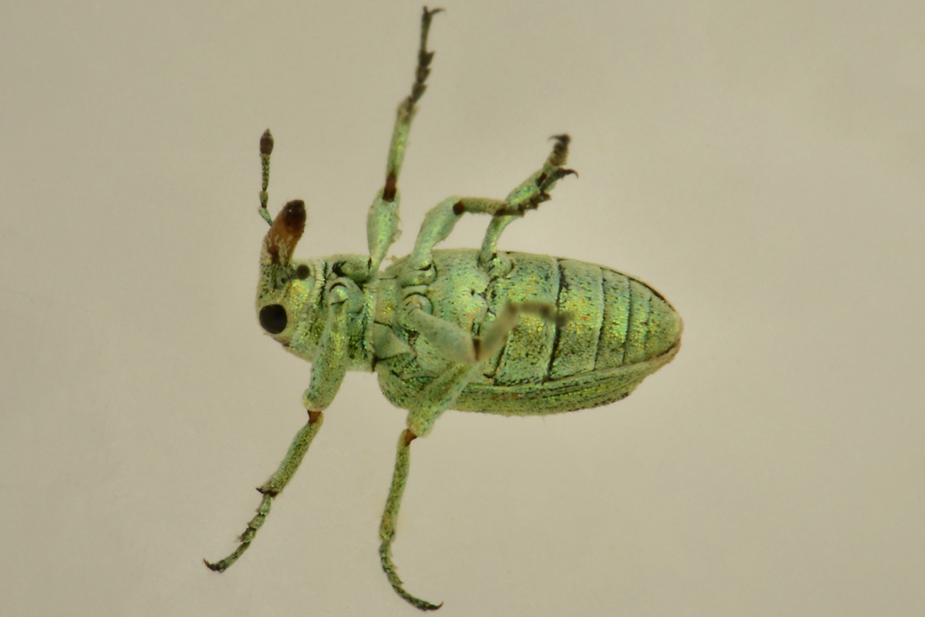 Curculionidae: Coniatus tamarisci? S, assieme a Coniatus suavis